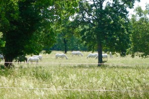 Lipizzan horses
