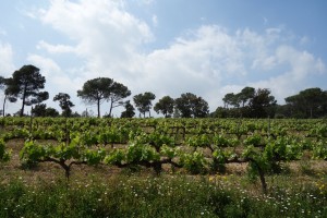 Wine tasting
